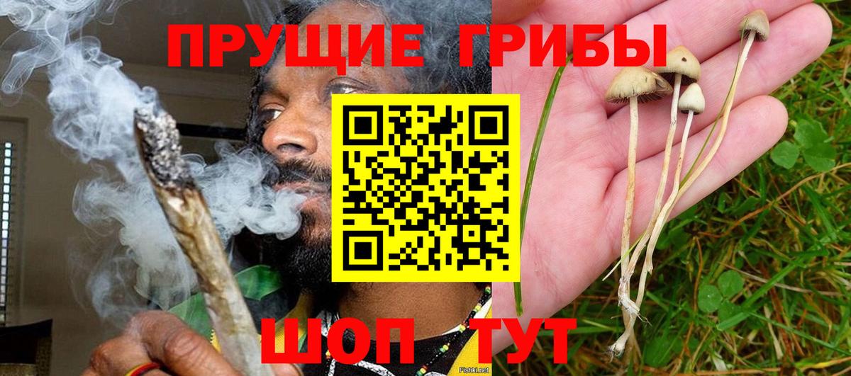 Галлюциногенные грибы Psilocybine cubensis Омск